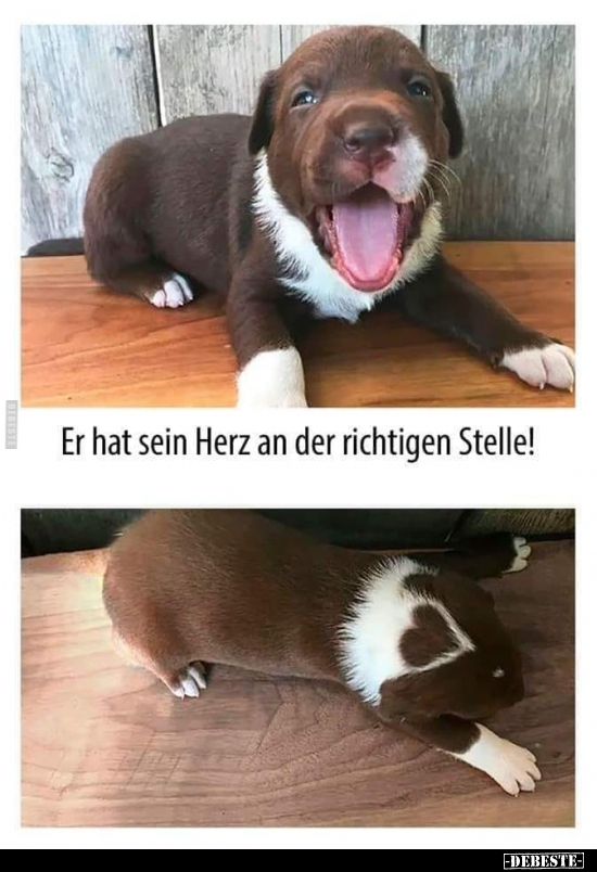 Er hat sein Herz an der richtigen Stelle!..