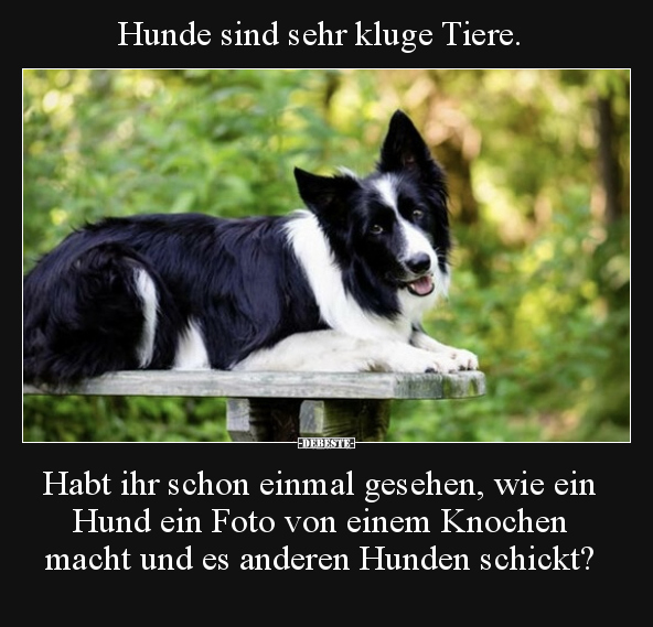 Hunde sind sehr kluge Tiere. Habt ihr schon einmal gesehen.. - Lustige Bilder | DEBESTE.de