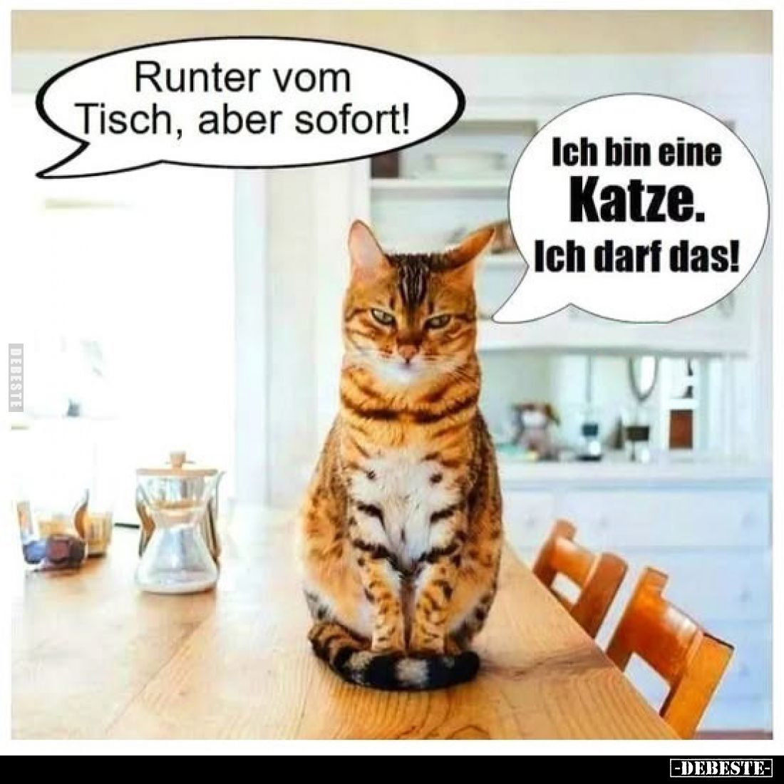 Runter vom Tisch, aber sofort! -
Ich bin eine Katze. Ich darf das!