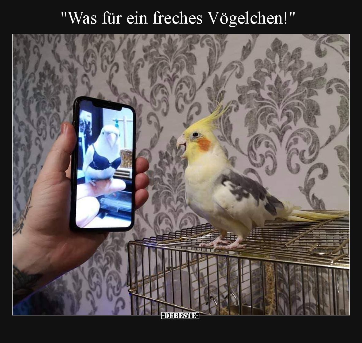 "Was für ein freches Vögelchen!"