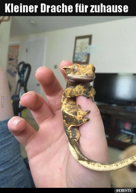 Kleiner Drache für zuhause..