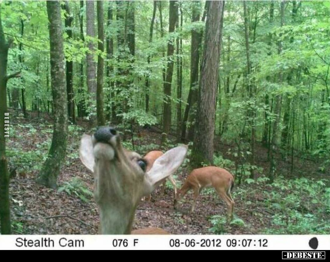 Stealth Cam
