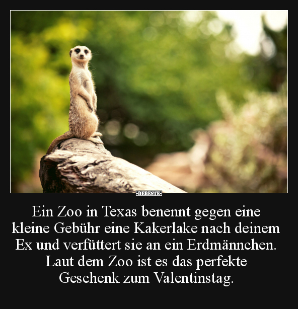 Erdmännchen, Valentinstag