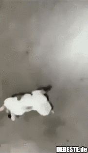 Streicheln sollst du mich..