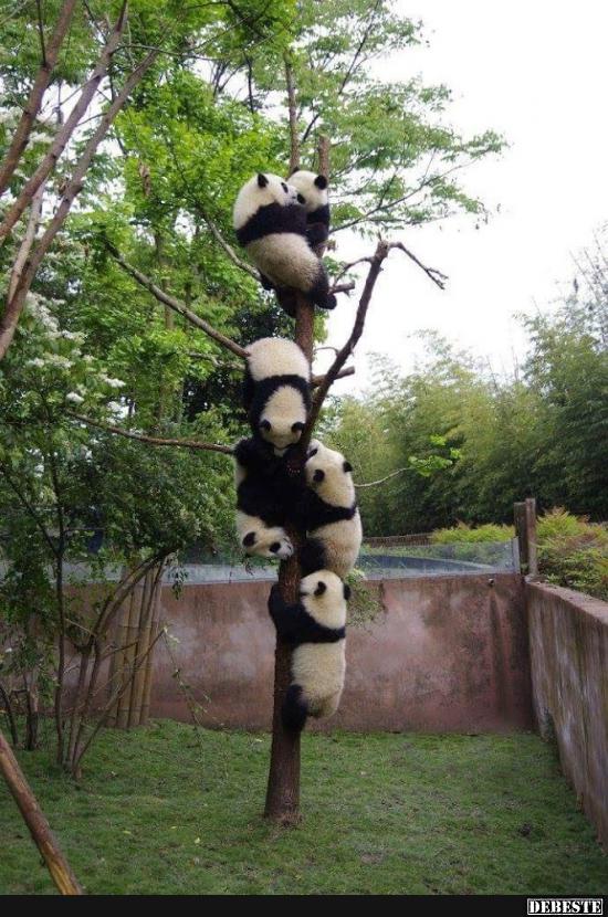 Set seltener Pandabaum!﻿