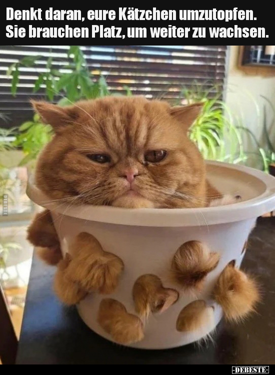 Denkt daran, eure Kätzchen umzutopfen. Sie brauchen Platz..