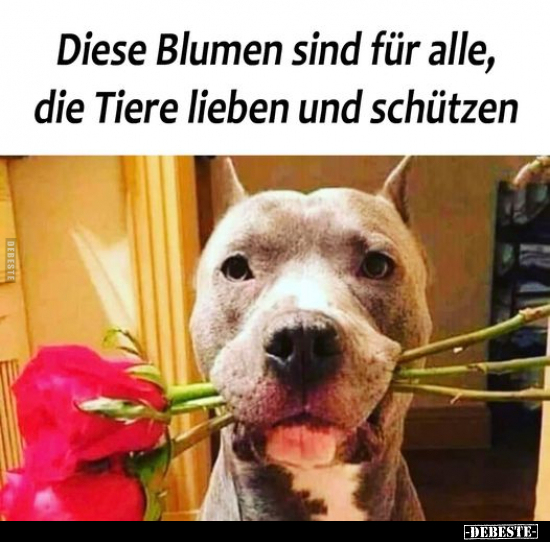 Diese Blumen sind für alle, die Tiere lieben und.. - Lustige Bilder | DEBESTE.de