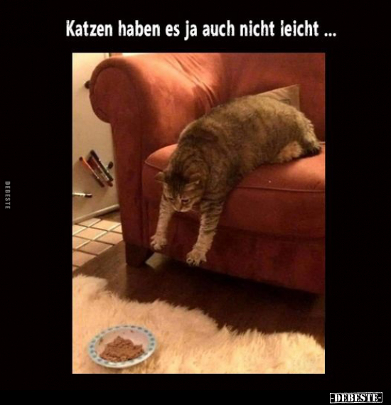 Katzen haben es ja auch nicht leicht...
