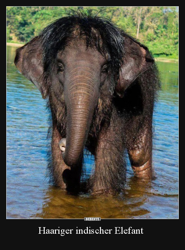 Haariger indischer Elefant.. - Lustige Bilder | DEBESTE.de