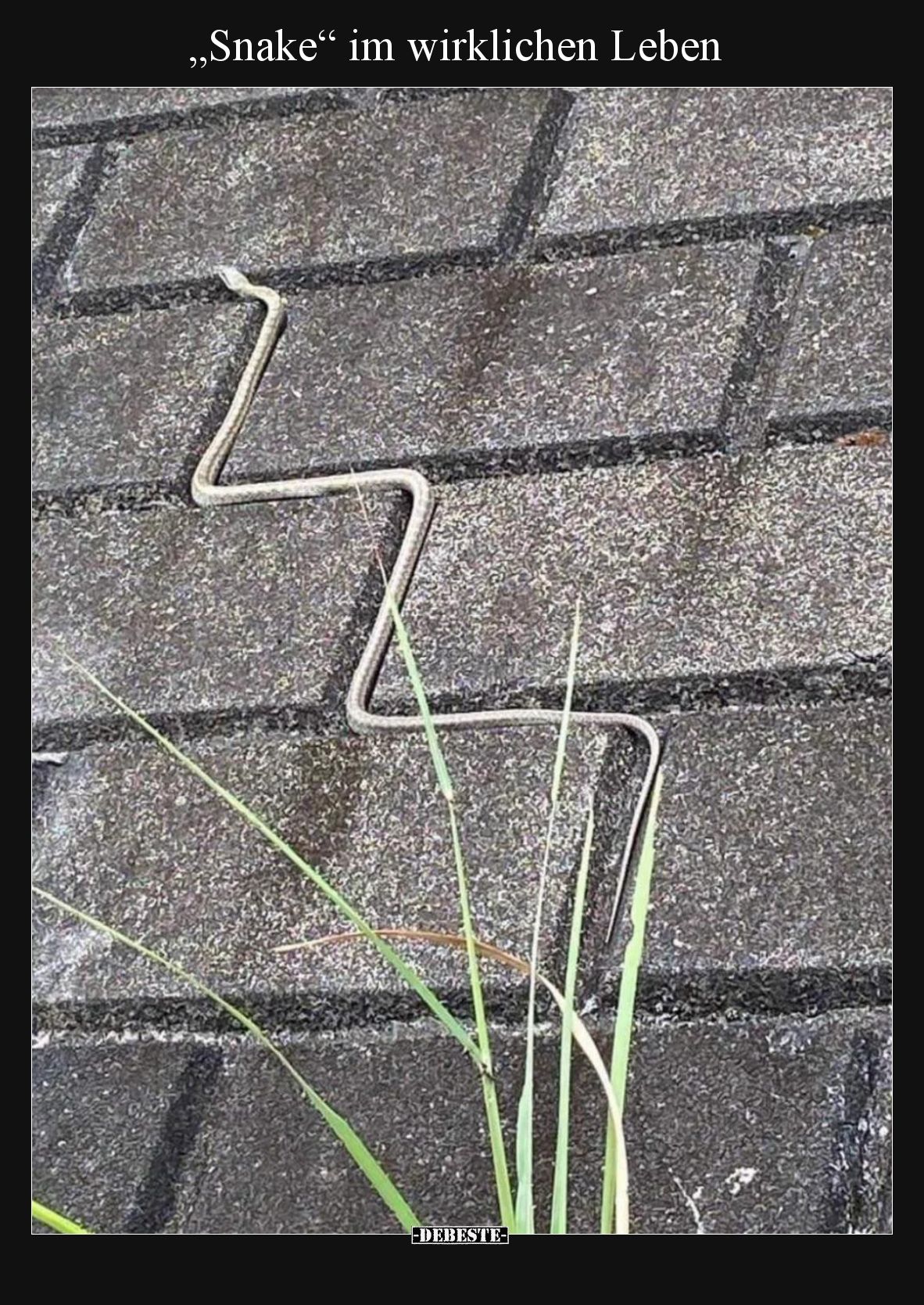 „Snake“ im wirklichen Leben