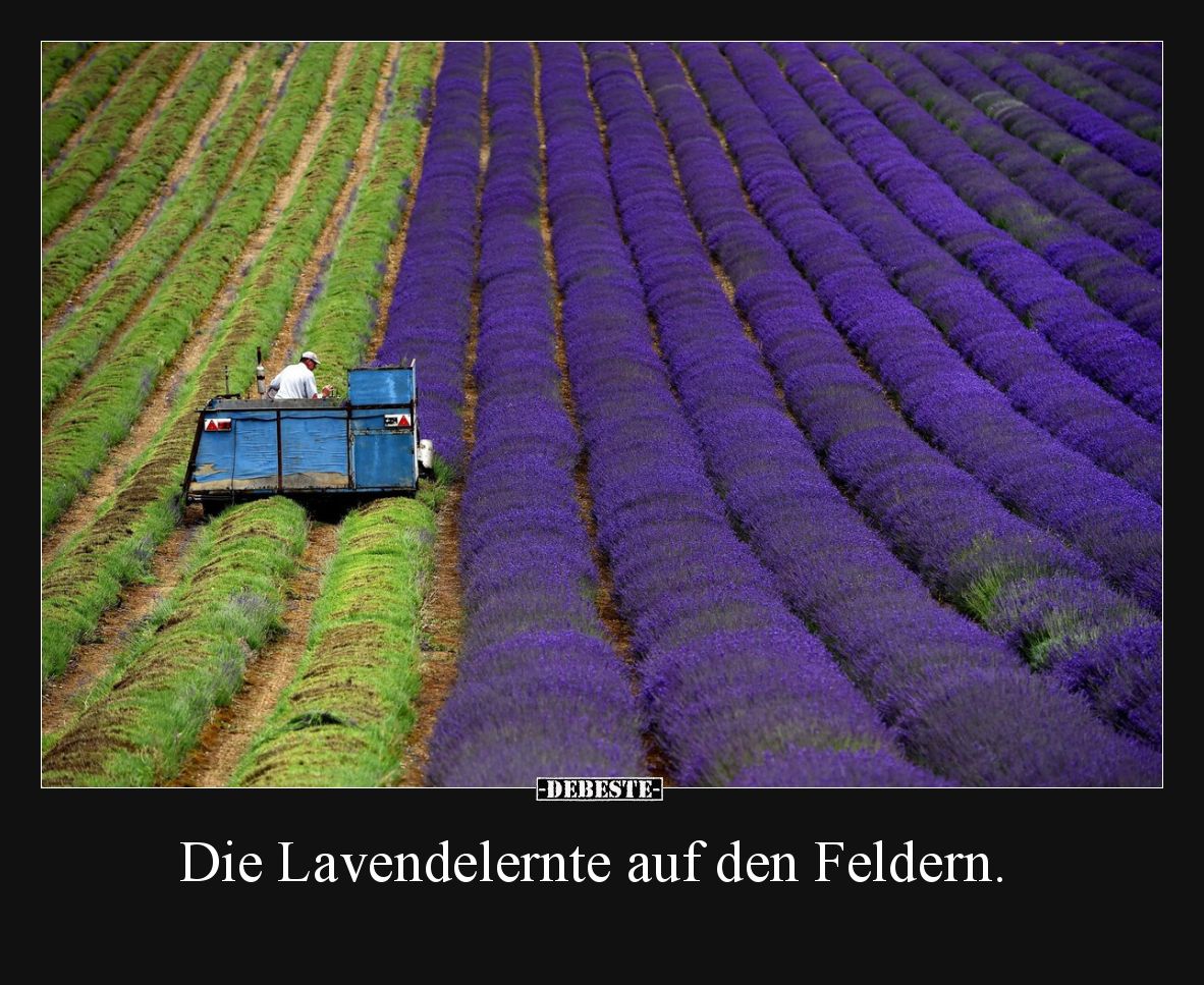 Die Lavendelernte auf den Feldern