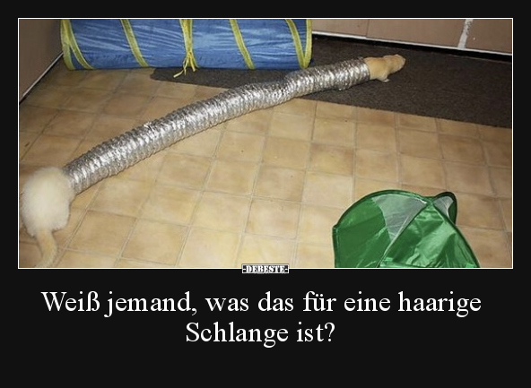 Weiß jemand, was das für eine haarige Schlange ist?.. - Lustige Bilder | DEBESTE.de