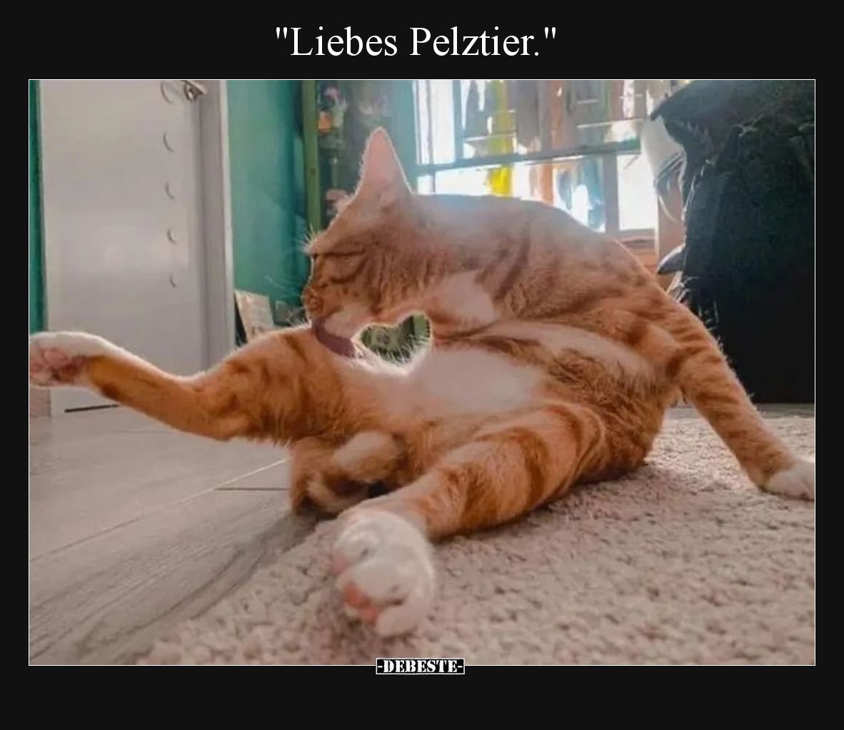 "Liebes Pelztier.".. - Lustige Bilder | DEBESTE.de
