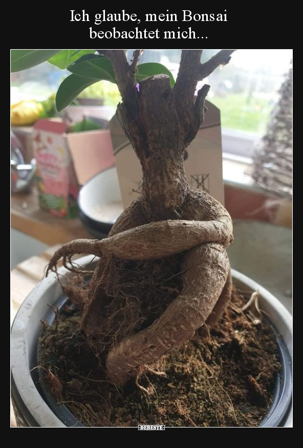 Ich glaube, mein Bonsai beobachtet mich...
