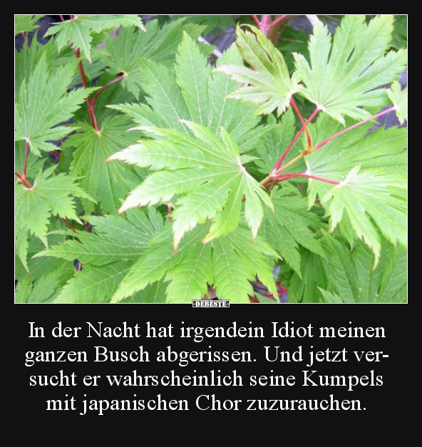 In der Nacht hat irgendein Idiot meinen ganzen Busch..