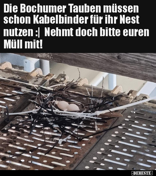 Die Bochumer Tauben müssen schon Kabelbinder für ihr Nest.. - Lustige Bilder | DEBESTE.de