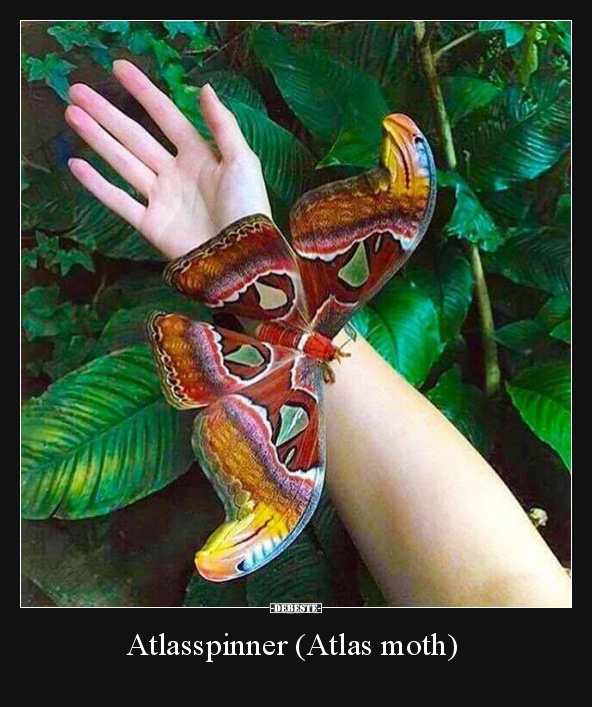 Atlasspinner (Atlas moth).. - Lustige Bilder | DEBESTE.de