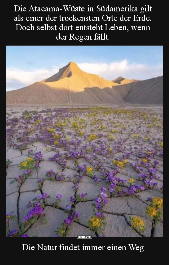 Die Atacama-Wüste in Südamerika gilt als einer der.. - Lustige Bilder | DEBESTE.de