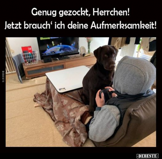 Genug gezockt, Herrchen! Jetzt brauch' ich deine Aufmerksamkeit!