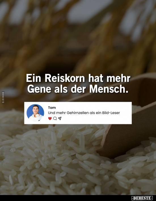 Ein Reiskorn hat mehr Gene als der Mensch.. - Lustige Bilder | DEBESTE.de
