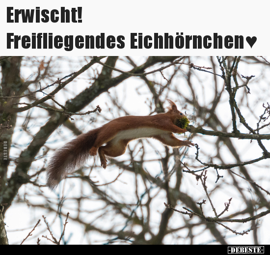Erwischt! Freifliegendes Eichhörnchen ♥.. - Lustige Bilder | DEBESTE.de