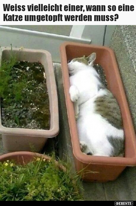Weiss vielleicht einer, wann so eine Katze umgetopft werden..