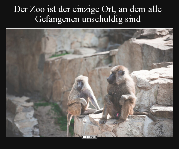 Der Zoo ist der einzige Ort, an dem alle Gefangenen.. - Lustige Bilder | DEBESTE.de