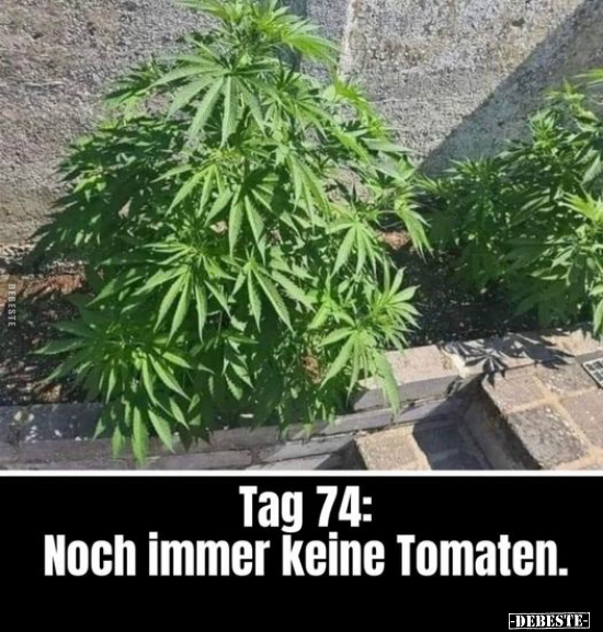 Tag 74: Noch immer keine Tomaten... - Lustige Bilder | DEBESTE.de