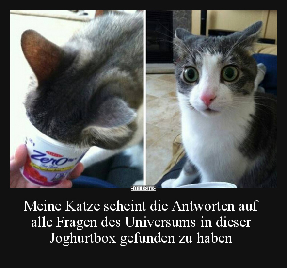 Meine Katze scheint die Antworten auf alle Fragen des.. - Lustige Bilder | DEBESTE.de