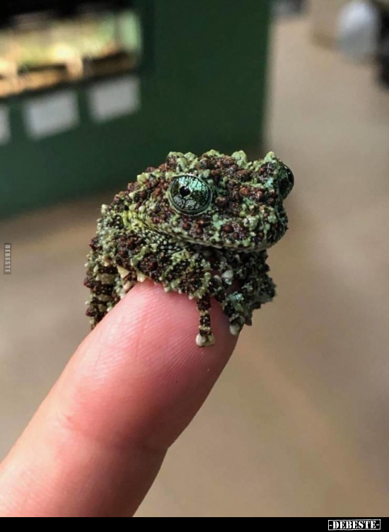  - Lustige Bilder | DEBESTE.de