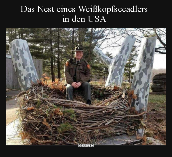 Das Nest eines Weißkopfseeadlers in den USA.. - Lustige Bilder | DEBESTE.de