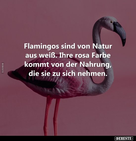 Flamingos sind von Natur aus weiß.. - Lustige Bilder | DEBESTE.de