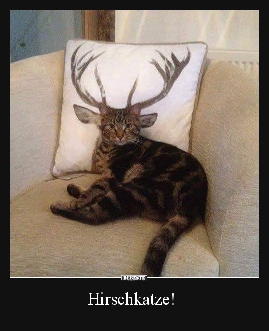 Hirschkatze!