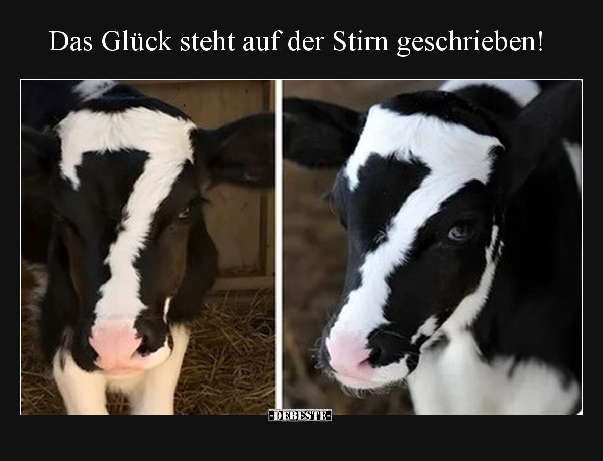 Das Glück steht auf der Stirn geschrieben!.. - Lustige Bilder | DEBESTE.de