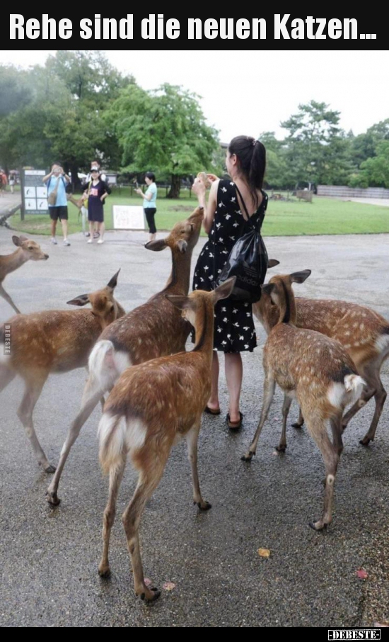 Rehe sind die neuen Katzen...