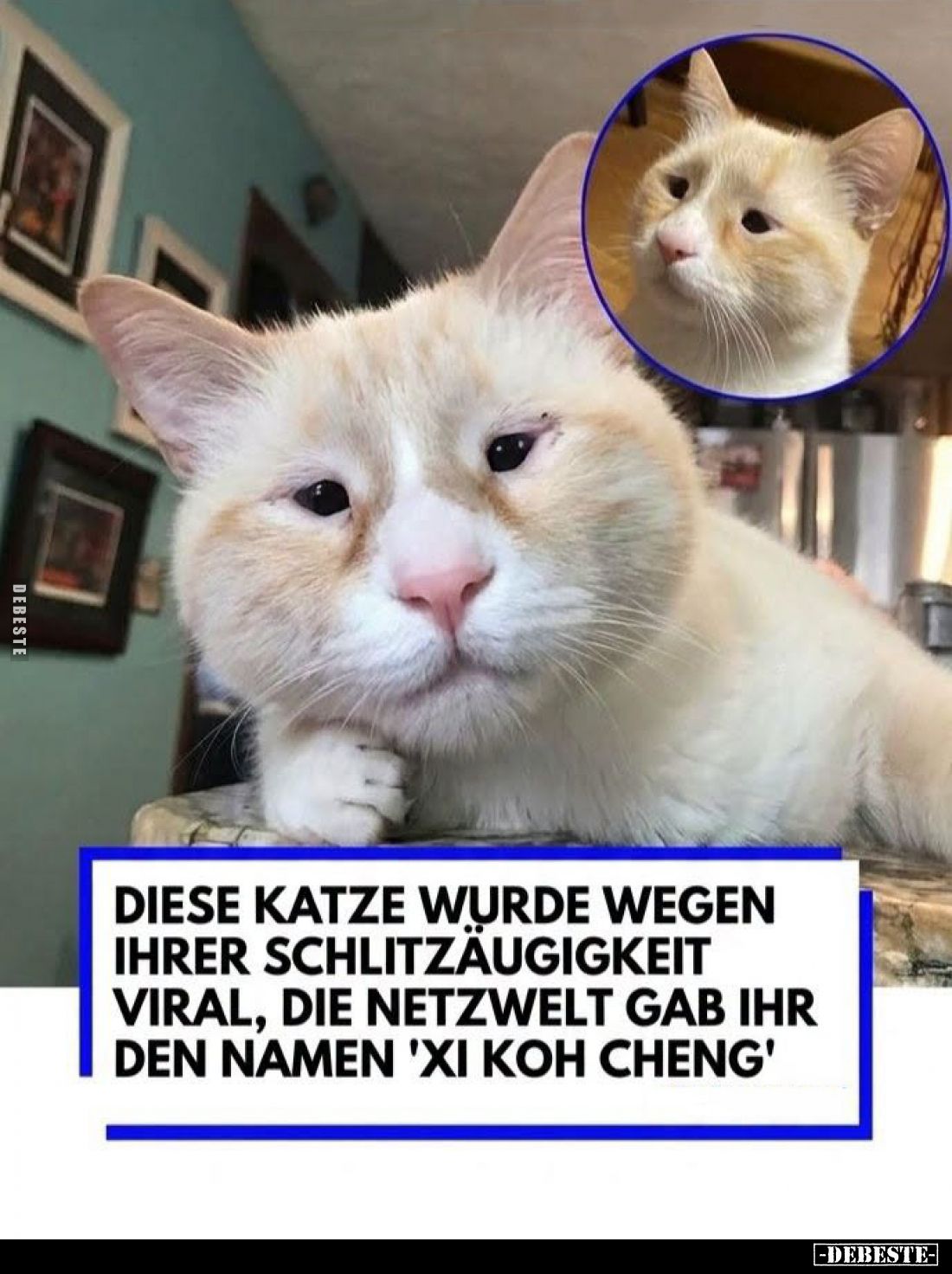 Diese Katze wurde wegen ihrer Schlitzäugigkeit viral, die Netzwelt gab ihr den Namen "Xi Koh Cheng".