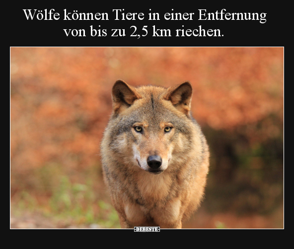 Wölfe, Tiere