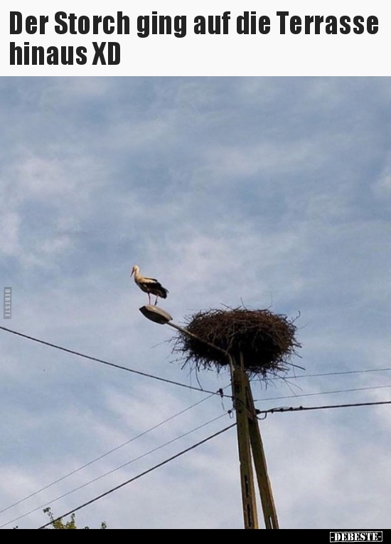 Der Storch ging auf die Terrasse hinaus XD.. - Lustige Bilder | DEBESTE.de