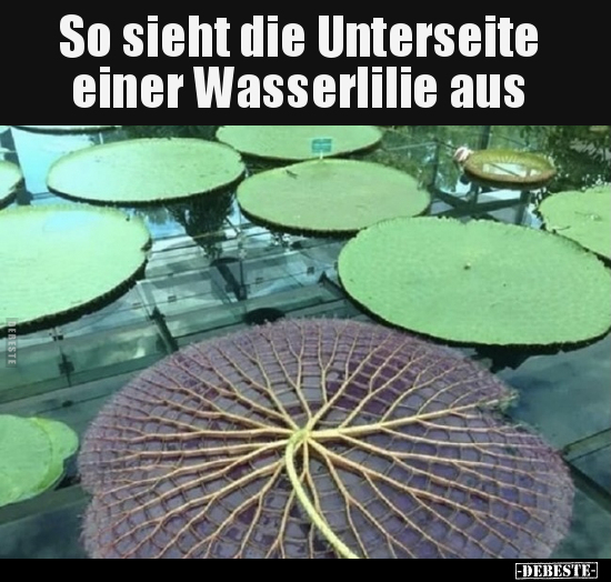 So sieht die Unterseite einer Wasserlilie aus.. - Lustige Bilder | DEBESTE.de