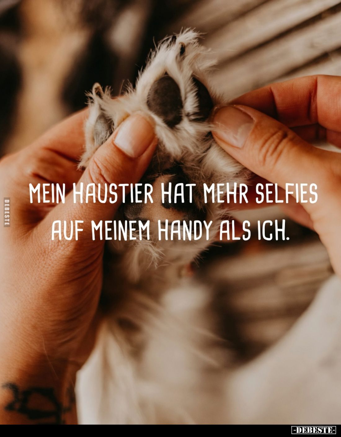 Mein Haustier hat mehr Selfies auf meinem Handy als ich.