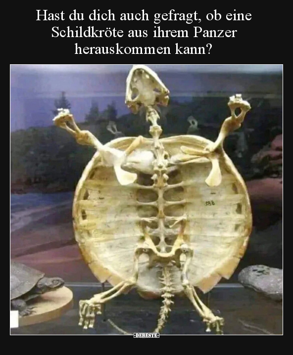 Hast du dich auch gefragt, ob eine Schildkröte aus ihrem.. - Lustige Bilder | DEBESTE.de