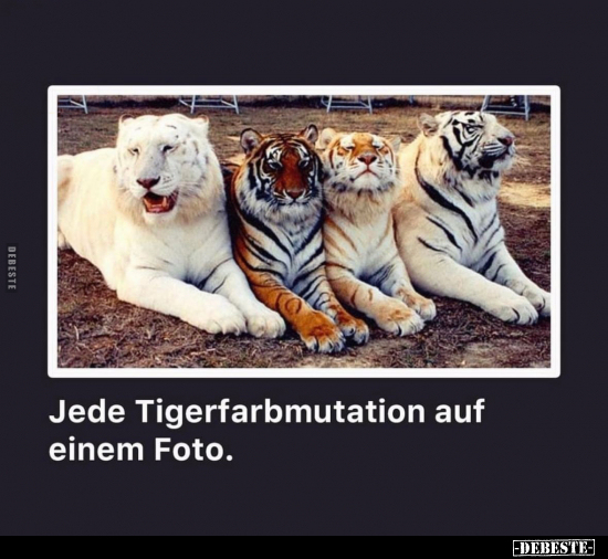 Jede Tigerfarbmutation auf einem Foto.. - Lustige Bilder | DEBESTE.de