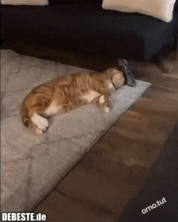  - Lustige Bilder | DEBESTE.de