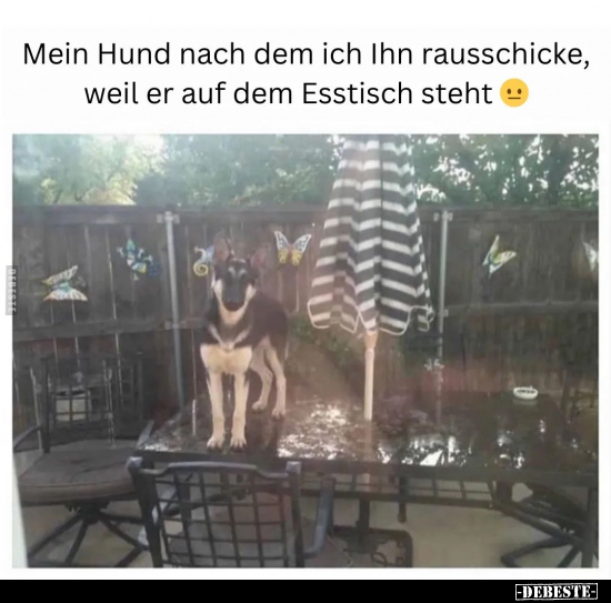 Mein Hund nach dem ich Ihn rausschicke.. - Lustige Bilder | DEBESTE.de