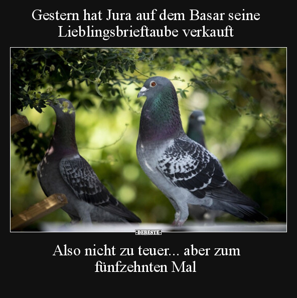 Gestern hat Jura auf dem Basar seine Lieblingsbrieftaube.. - Lustige Bilder | DEBESTE.de