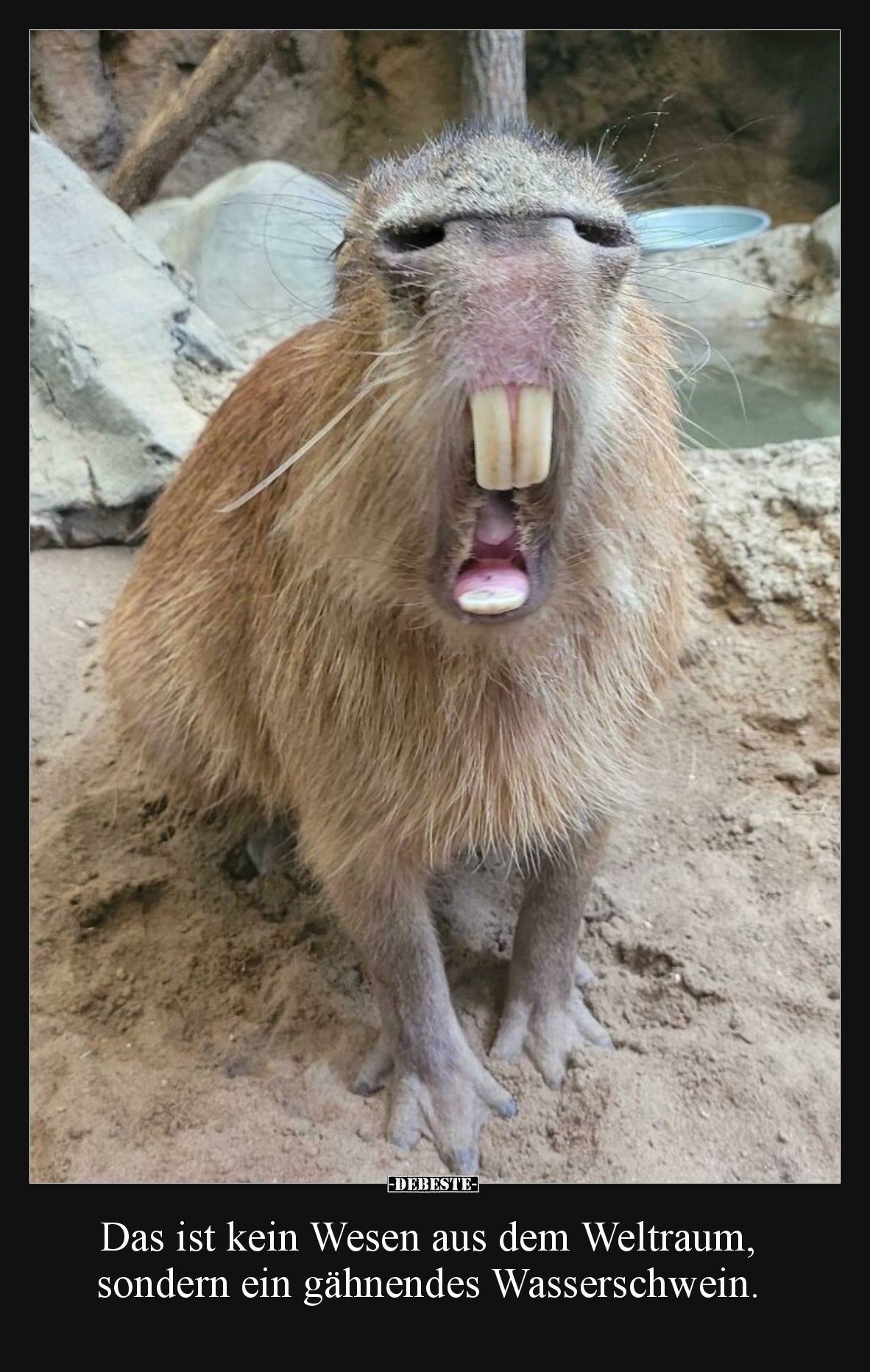 Das ist kein Wesen aus dem Weltraum, sondern ein gähnendes Wasserschwein.