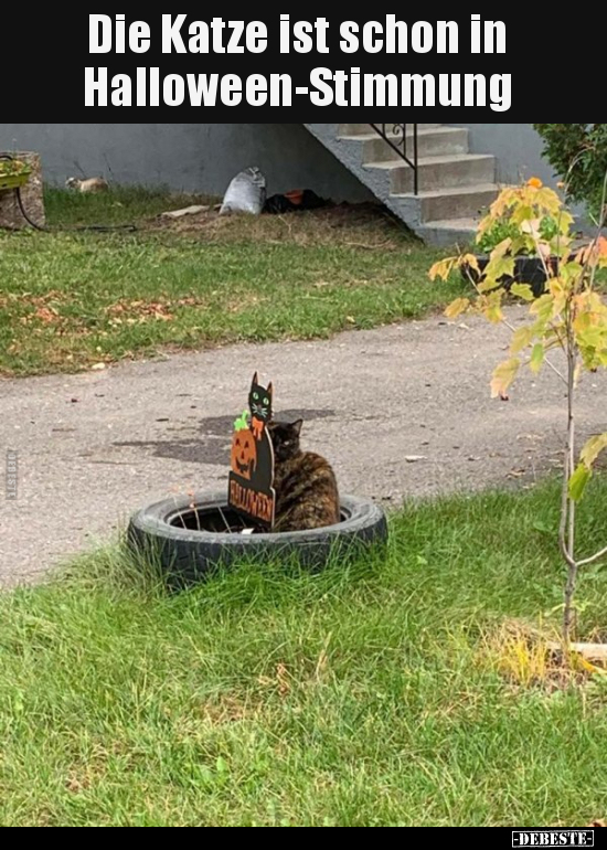 Die Katze ist schon in Halloween-Stimmung..