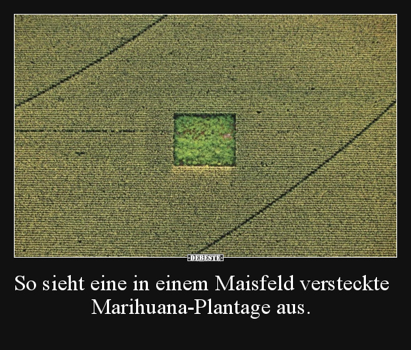 So sieht eine in einem Maisfeld versteckte..