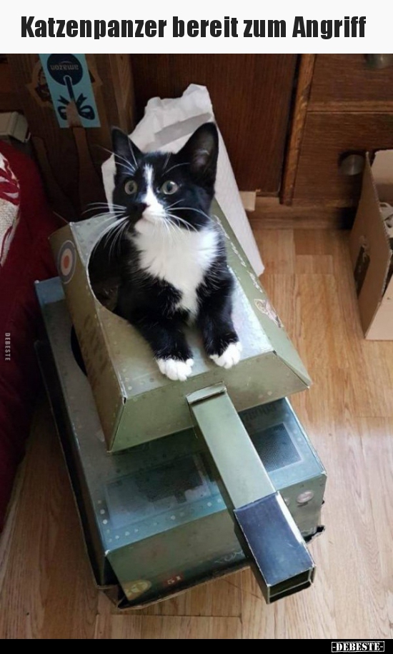 Katzenpanzer bereit zum Angriff..