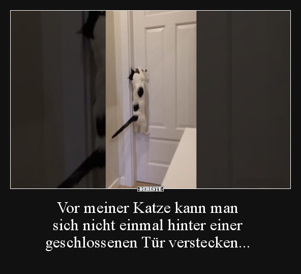 Vor meiner Katze kann man sich nicht einmal hinter einer..